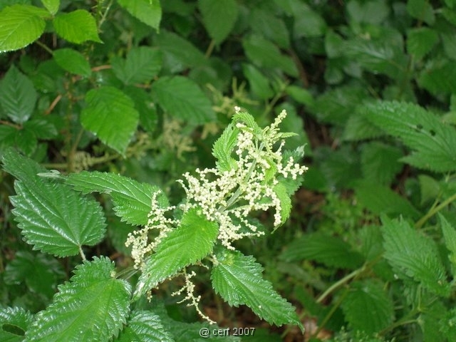 2007 05 Séjour en Brenne 012